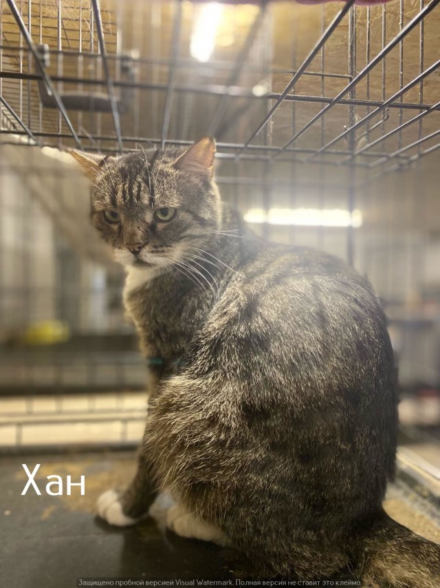 Жизнь домашнего приюта "Котоленд" 554