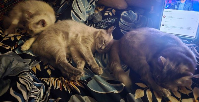 Котики в добрые руки