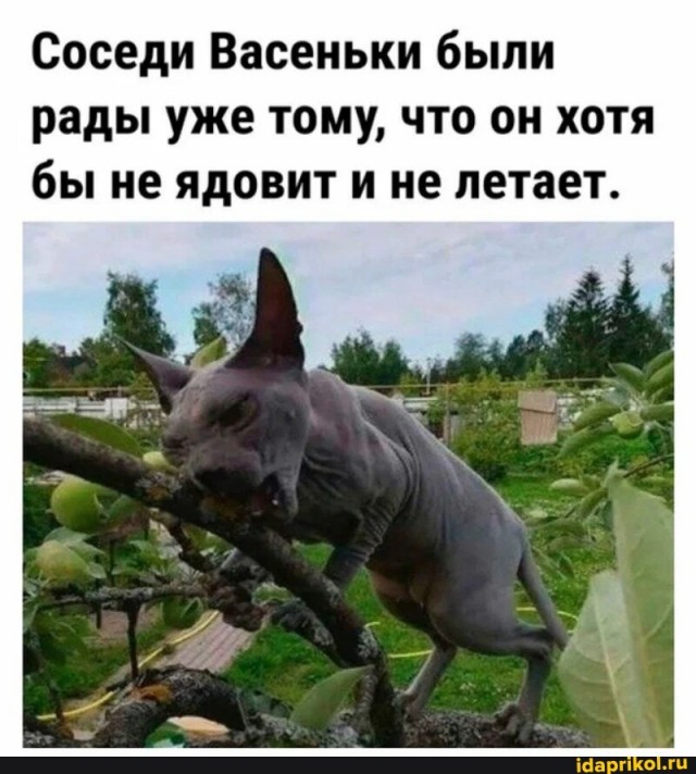 Какаду