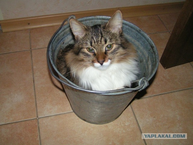 Котовторник 17.09.2013
