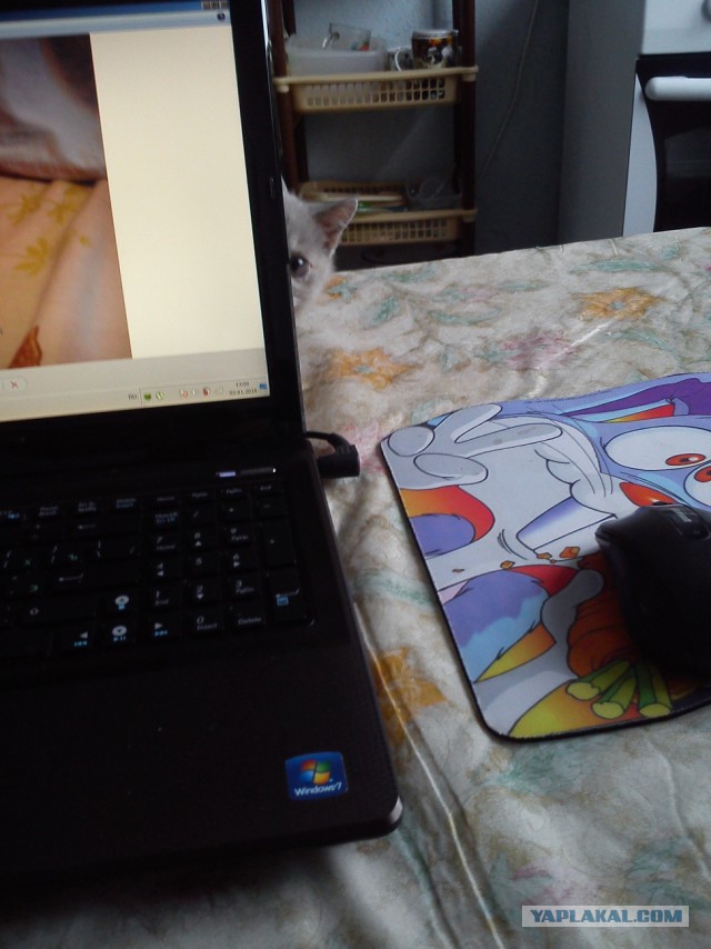 Котовторник на вторник, Котовторник