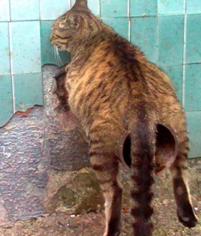 Коты ученых