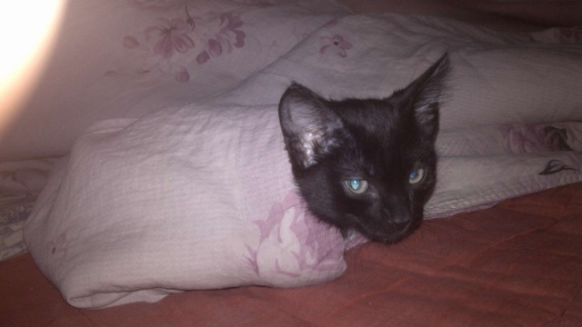 Котовторник 25.02.2014