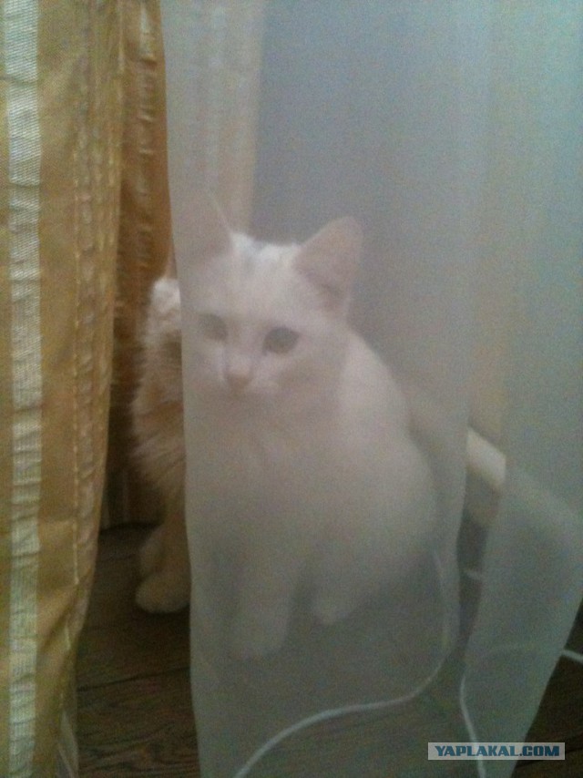 Котовторник 04.03.2014