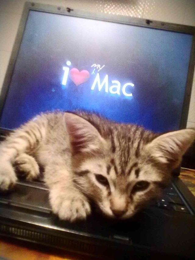 С Котовторником!