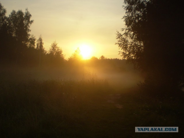 Природа и животные