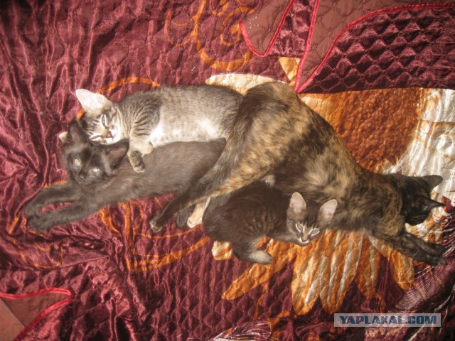 Котовторник 21.10.2014