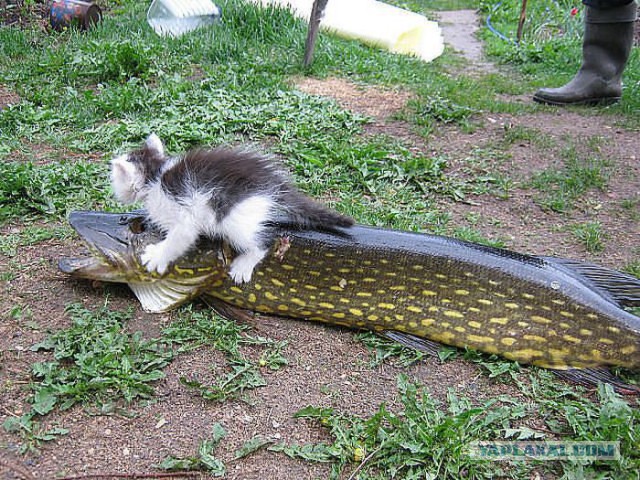 Котэ, которых застали врасплох