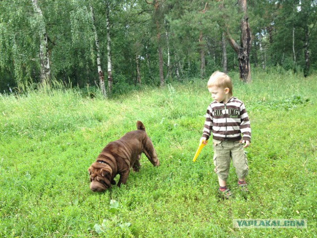 Собакочетверг.