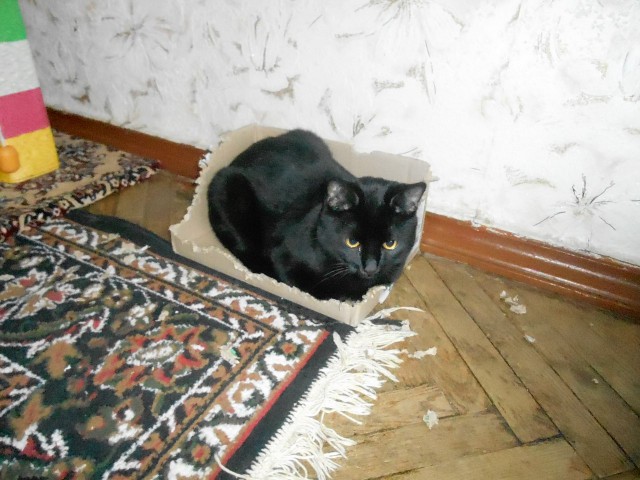Котовторник 28.07.2015