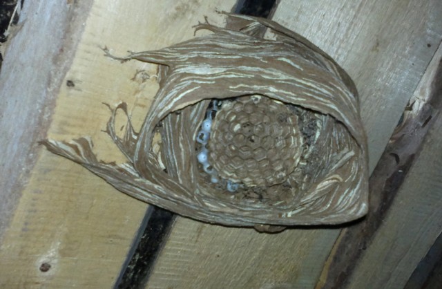 Коттедж опасных соседей