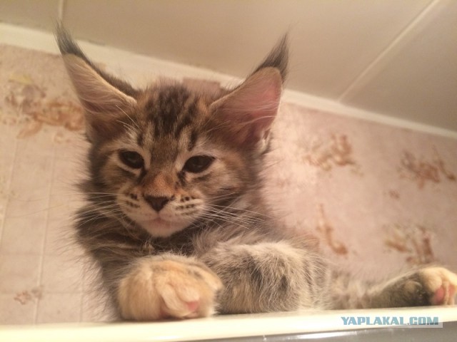 Котовторник 18.08.2015