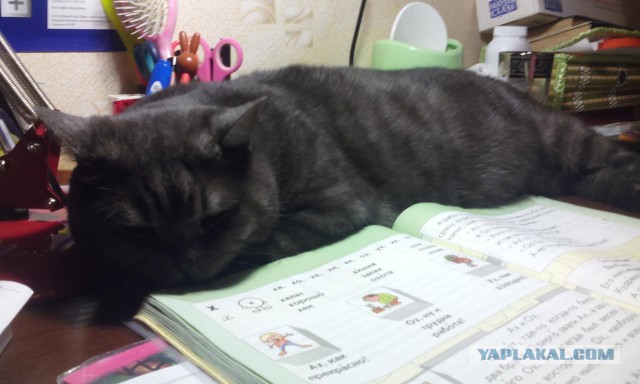 Котовторник 26.01.2016