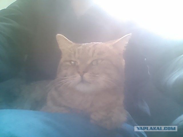 Самый ужасный котовторник