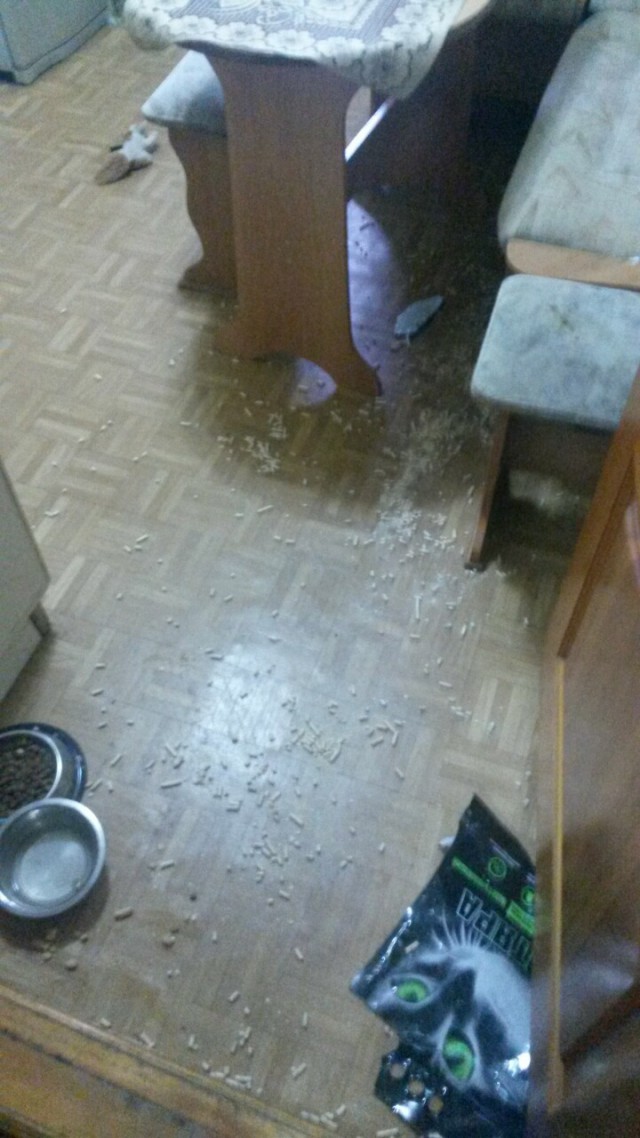 Коты хохотали...