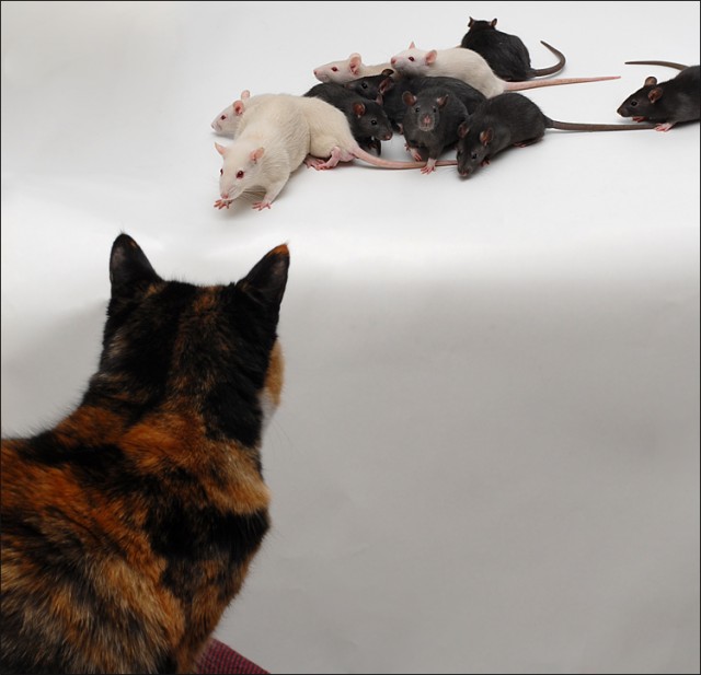 Коты, кошки, котята