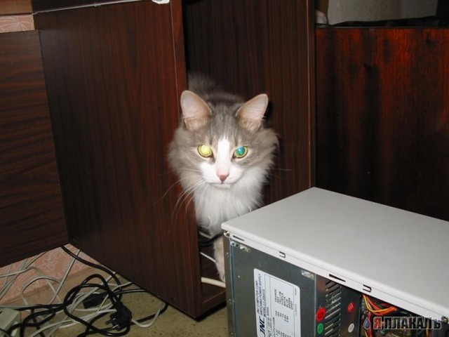 Вторничный котомёт