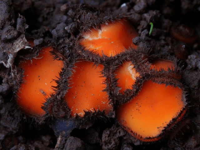 Светящиеся сказочные грибы