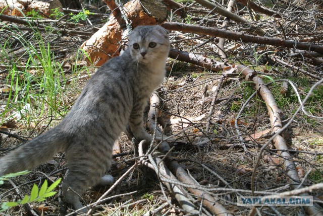 Домашние коты на природе