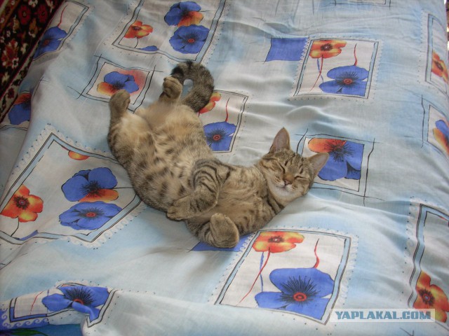 Котовторник 26.07 2016