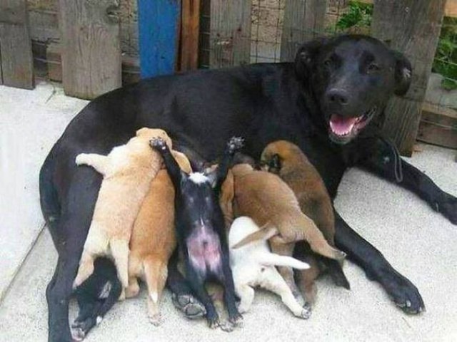 Живность из сети