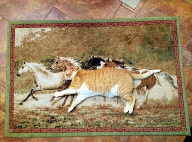 Коты и Кошки