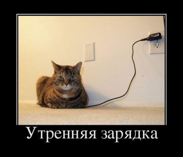 Коты и Кошки