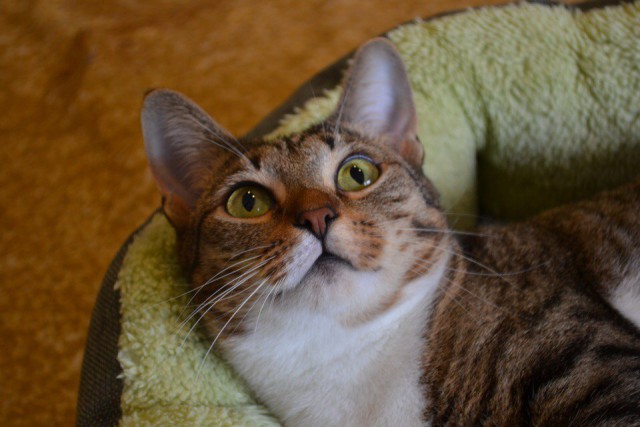 Коты и Кошки