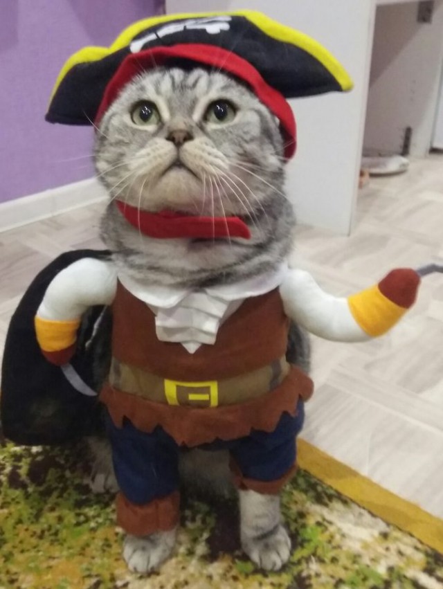 Коты и Кошки