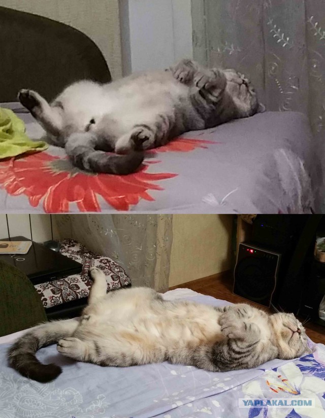 Как спят наши странные коты