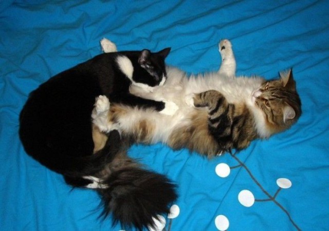 Коты и Кошки