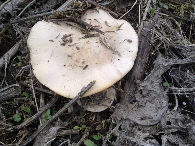 А у нас начало грибного сезона