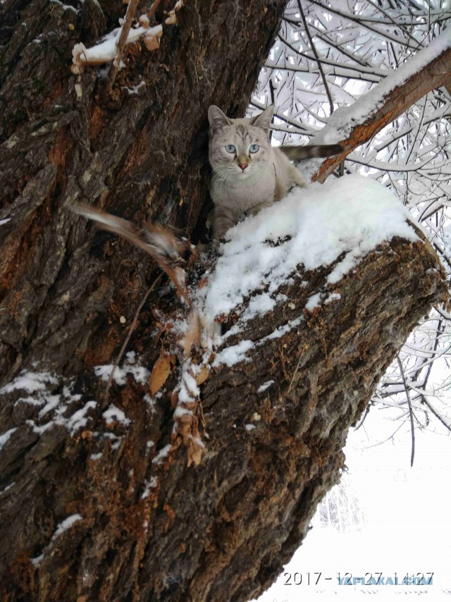 Котовторник 02.01.2018