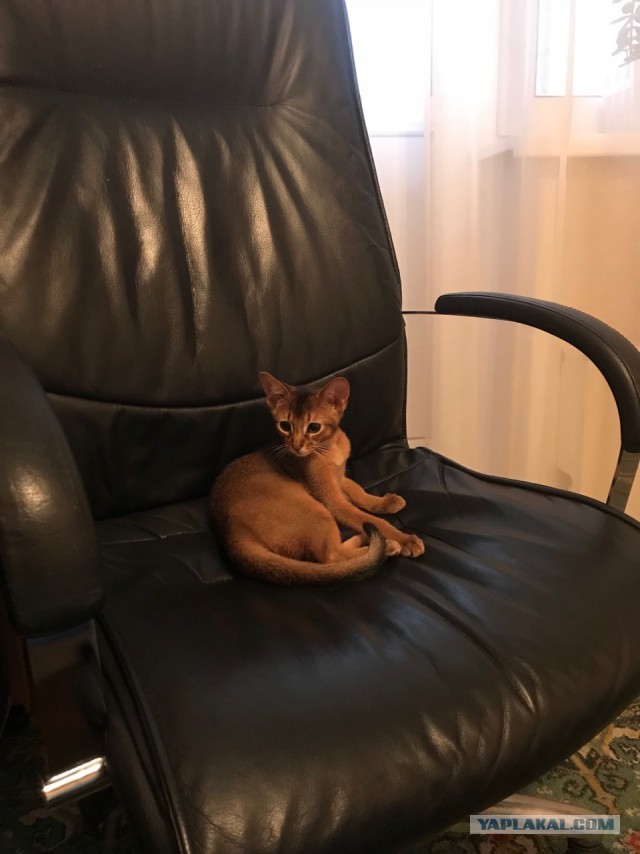 Котовторник 9.01.2018