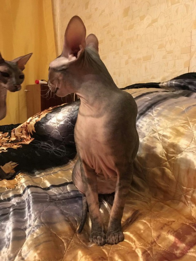 Вся красота беспородных кошек. Котовторнику посвящается.