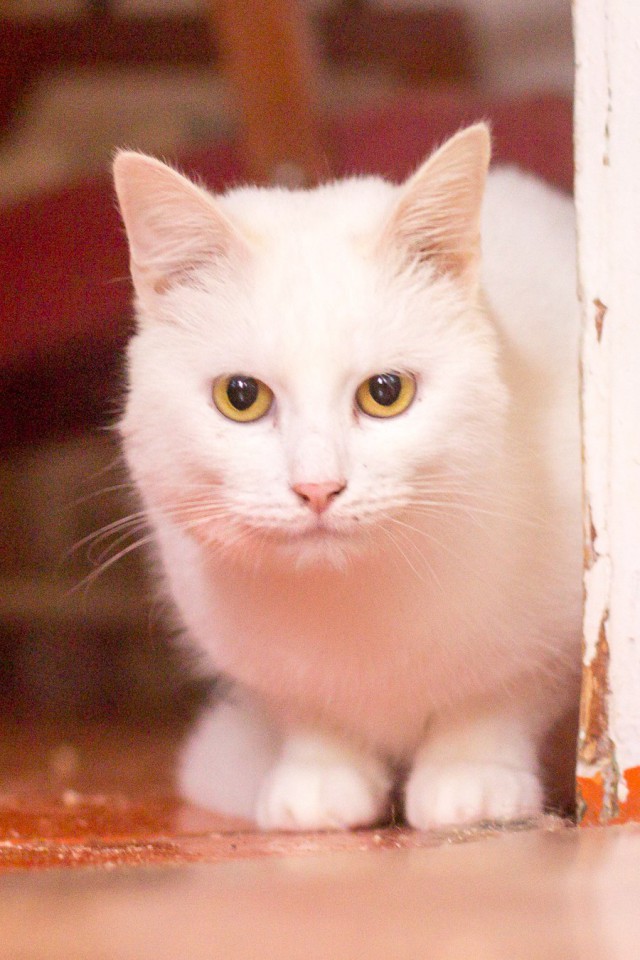 Прикольных котов пост