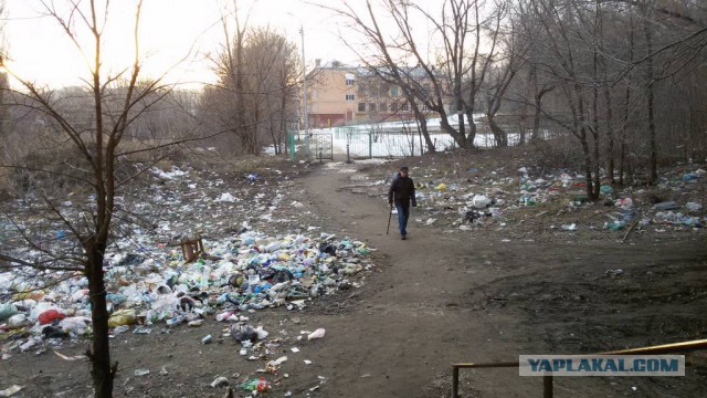 Как заставить владельцев собак убирать за ними
