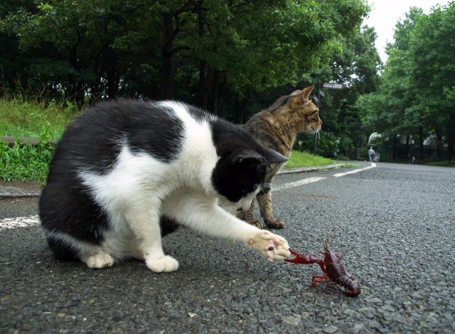 Фотобомбы котов