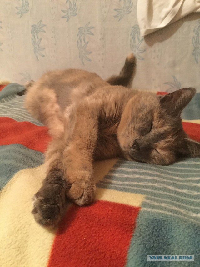 Котовторник 24.04.2018