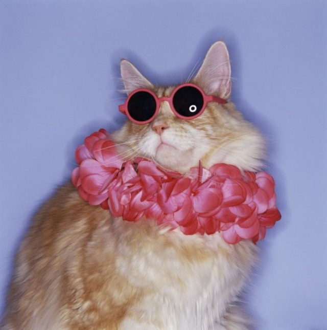 УРРААА ! Котовторник на ЯПлакалъ !