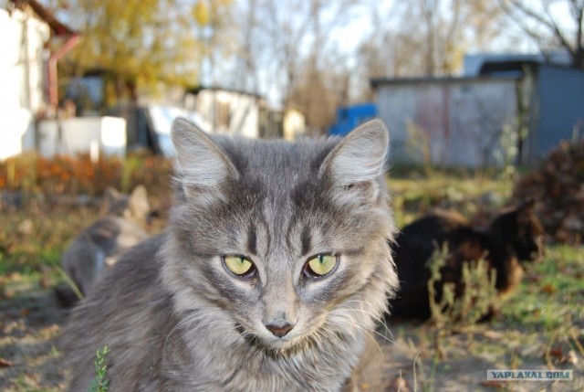Котовторник на ЯПлакалъ