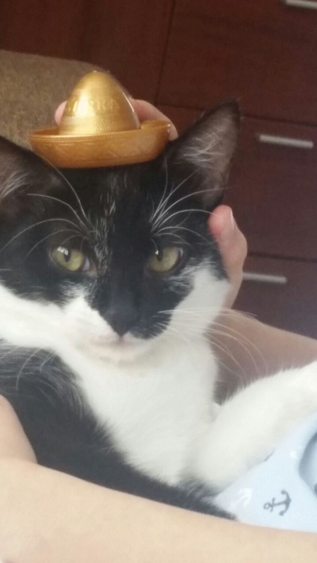 Котовторник 07.08.2018