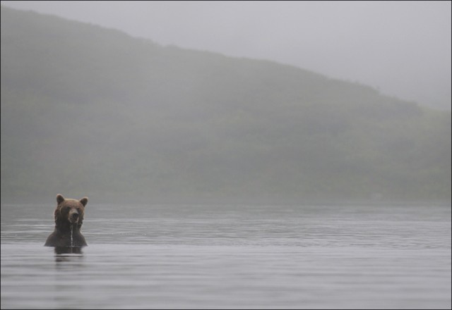 Медведи в тумане