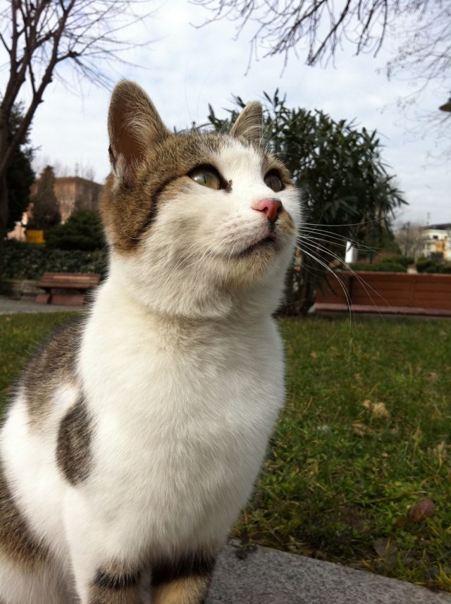Коты Босфора
