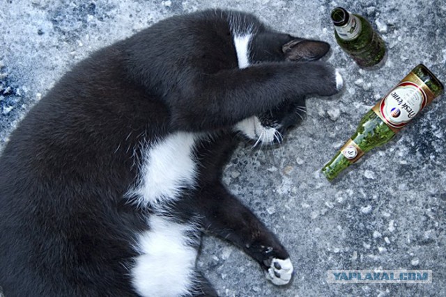 Кота вырубило