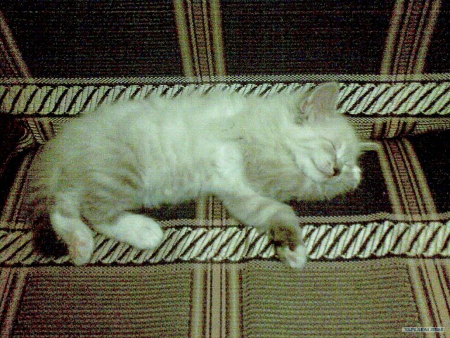 Сонный Котовторник