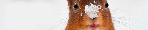 Лучшие фотографии дикой природы 2011