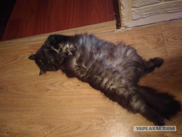 23 самых ленивых кота