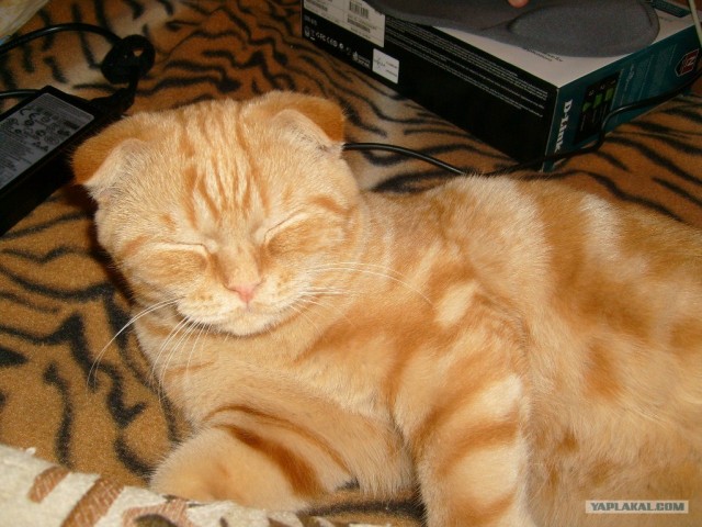 Котовторник 06.12.2011