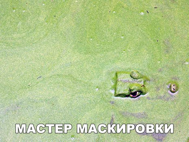 Нестандартный юмор